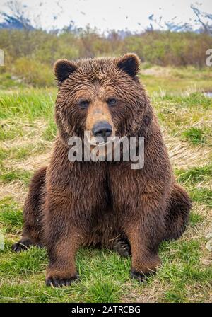 L'ours brun (Ursus arctos) se truand assis sur l'herbe et regardant la caméra, Alaska Wildlife conservation Center, centre-sud de l'Alaska Banque D'Images