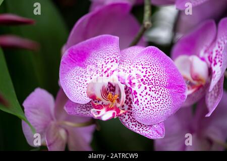 Gros plan sur une orchidée rose et blanche au Kew Gardens Orchid Festival 2020 : Indonésie, Londres, Royaume-Uni Banque D'Images