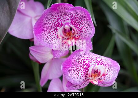 Gros plan sur une orchidée rose et blanche au Kew Gardens Orchid Festival 2020 : Indonésie, Londres, Royaume-Uni Banque D'Images