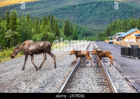 Un orignal de vache (Alces alces) à deux veaux traverse les voies ferrées à côté de la gare dans le parc national Denali et réserve, intérieur Al... Banque D'Images