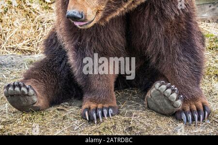 Truies grizzlis (Ursus arctos horribilis) assises sur terre, Alaska Wildlife conservation Centre; Portage, Alaska, États-Unis d'Amérique Banque D'Images