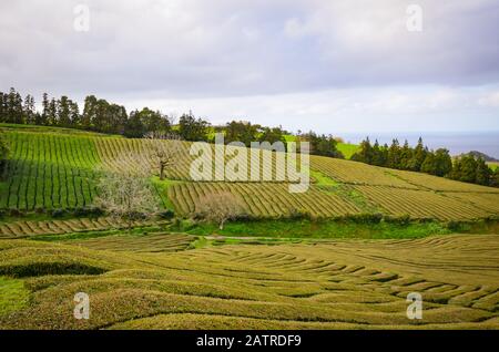 Plantation De Thé Gorreana Sur L'Île De Sao Miguel, Aux Açores, Au Portugal. Rangées de buissons de thé sur une colline. Ciel couvert. Champs de thé, culture de thé. Banque D'Images