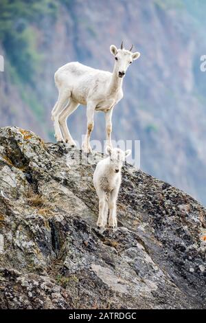 Un agneau et un vieux mouflon de Dall (Ovis dalli) regardent la caméra de leur flanc rocailleux dans la région de Windy point des montagnes de Chugach, au sud... Banque D'Images