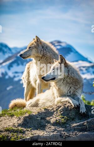 Deux femelles de loups gris (Canis lupus) qui regardent une montagne en arrière-plan, Alaska Wildlife conservation Centre Banque D'Images