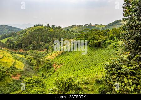 Plantations de thé; Kachulagenyi, région occidentale, Ouganda Banque D'Images