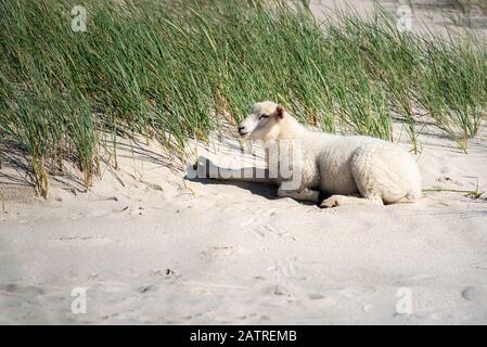 Un mouton assis sur le sable, sur une dune herbeuse, sur la plage de l'île de Sylt, en mer du Nord, en Allemagne. Joli mouton sur la plage. Agneau blanc au soleil sur les dunes. Banque D'Images