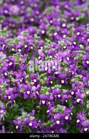 Fleurs Bleu Royal Nemesia Aromatica. Banque D'Images