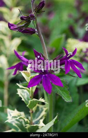 Les fleurs de Lobelia ‘Hadspen Purple’ dans le jardin. Banque D'Images