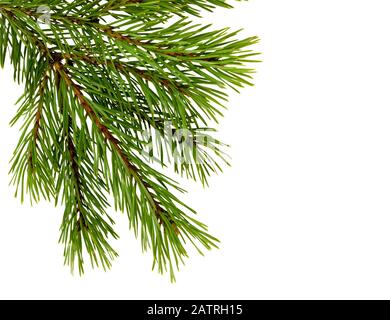 Branche de sapin isolée sur blanc. Branche de pin. Décoration de Noël. Banque D'Images