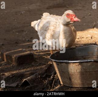 Le Muscovy blanc boit de l'eau, portrait d'un canard domestiqué. Banque D'Images