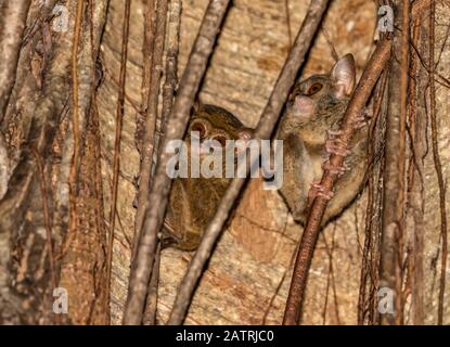 Tarsier spectral (spectre de Tarsius), Réserve naturelle de Tangkoko Batuangus; Sulawesi du Nord, Indonésie Banque D'Images