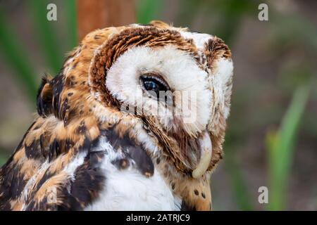 Hibou masqué de Minahassa (Tyto inexspectata), mont Mahawu; Sulawesi du Nord, Indonésie Banque D'Images