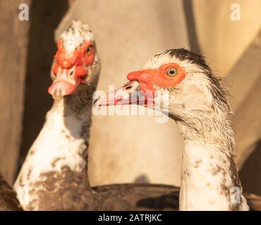 Le canard de Muscovy près de beaux oiseaux domestiqués. Banque D'Images