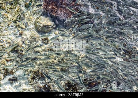 Récif corallien; Arborek, Papouasie occidentale, Indonésie Banque D'Images