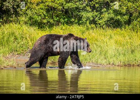 Ours brun (Ursus arctos) mâles éclabousse à travers un étang, animal captif, Alaska Wildlife conservation Center; Portage, Alaska, États-Unis d'Amérique Banque D'Images