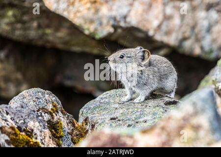 Une Pika à col (Ochotona collaris) se trouve près d'une crevassée rocheuse où elle vient de s'entasser une pile de végétation rassemblée.Cette végétation est rassemblée ... Banque D'Images