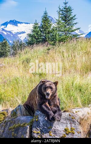 L'ours brun mâle (Ursus arctos) repose sur un animal captif à flanc de colline, Alaska Wildlife conservation Centre, dans le centre-sud de l'Alaska. Au sud d'Anchorage Banque D'Images