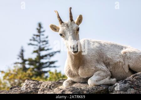 La brebis galeuse de Dall (Ovis dalli) repose sur une perge rocheuse surplombant les eaux du bras de Turnagain au sud d'Anchorage, dans le centre-sud de l'Alaska.Ewe regarde... Banque D'Images