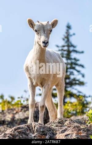 Agneau de mouton Dall (Ovis dalli) dans les montagnes Chugach au sud d'Anchorage, dans le centre-sud de l'Alaska. L'agneau regarde l'appareil photo Banque D'Images