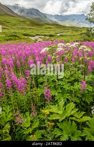 La fin de l'été avec la Fireweed (Chamaenerion angustifolium) et le panais de vache (Heracleum maximum) en fleur dans la région de Hatcher Pass près de Palmer, South... Banque D'Images
