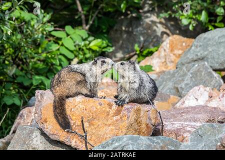 Une mère et une Marmotte de Hoary immature (Marmota caligata) prennent un moment à lier tout en se reposant dans la région de Hatcher Pass près de Palmer, dans le centre-sud de l'Alaska.M... Banque D'Images