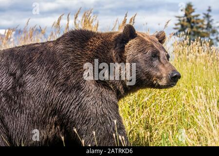 Ours brun féminin (Ursus arctic), animal captif, Alaska Wildlife conservation Centre; Portage, Alaska, États-Unis d'Amérique Banque D'Images