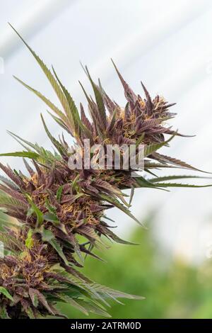 La maturation des fleurs de cannabis est proche de la récolte. Variété de bleuets. Les pistils et trichomes matures sont visibles; Alberta, Canada Banque D'Images