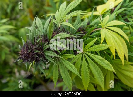 Fleurs de cannabis mûres prêtes pour la récolte.Variété de bleuets.Les pistils et trichomes matures sont visibles.Les feuilles sont jaunissement (sénescence) indiquant... Banque D'Images