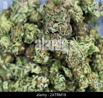 Bourgeons de cannabis séchés; Alberta, Canada Banque D'Images