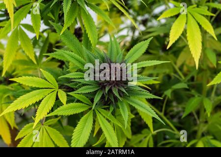 Fleurs de cannabis mûres prêtes pour la récolte.Variété de bleuets.Les pistils et trichomes matures sont visibles.Les feuilles sont jaunissement (sénescence) indiquant... Banque D'Images