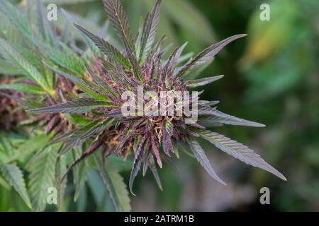 La maturation des fleurs de cannabis est proche de la récolte. Variété de bleuets. Les pistils et trichomes matures sont visibles; Alberta, Canada Banque D'Images