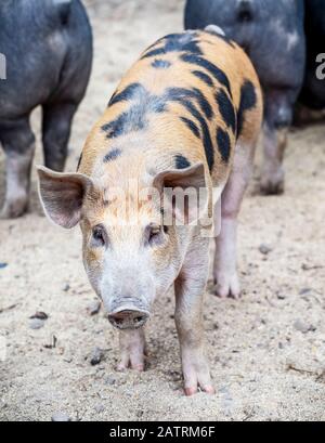 Cochon sur une ferme qui regarde la caméra; Armstrong, Colombie-Britannique, Canada Banque D'Images