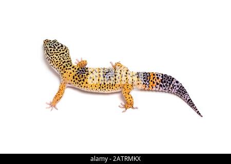 Leopard gecko (Eublepharis macularius) sur fond blanc; Studio Banque D'Images