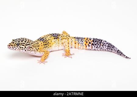 Leopard gecko (Eublepharis macularius) sur fond blanc; Studio Banque D'Images