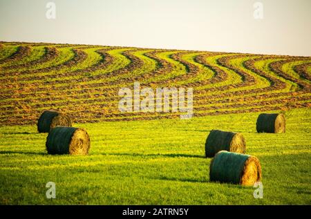 Balles de foin dans un champ vert avec des lignes de récolte sinueuses sur une colline en arrière-plan, à l'ouest de Calgary; Alberta, Canada Banque D'Images