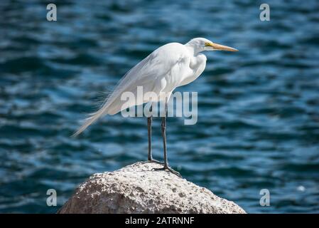 Grand Egret (Ardea alba) perché sur un rocher sur un fond aqueux à Freestone Park ; Gilbert, Arizona, États-Unis d'Amérique Banque D'Images