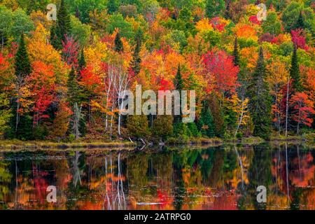 Feuillage automnal vibrant dans une forêt le long d'un lac tranquille reflétant les couleurs; région du Lac Labelle, Québec, Canada Banque D'Images