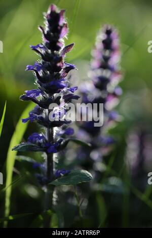 Symphytum officinale après la pluie un jour nuageux Banque D'Images