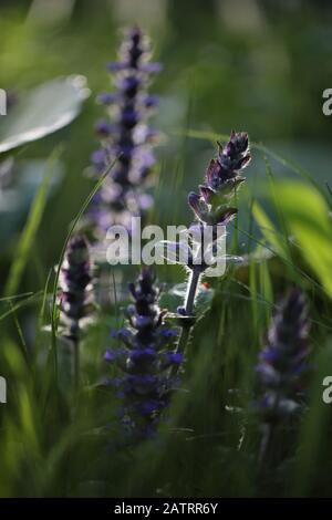 Symphytum officinale après la pluie un jour nuageux Banque D'Images