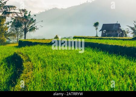 Lever du soleil sur les terrasses de riz sideman ; Bali, Indonésie Banque D'Images