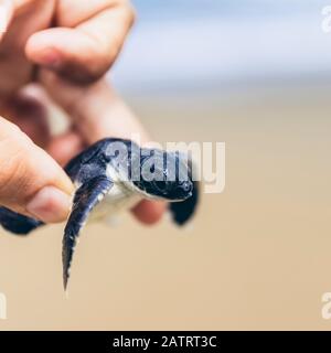 Petite tortue à Pantai Pandan Sari; Java est, Java, Indonésie Banque D'Images