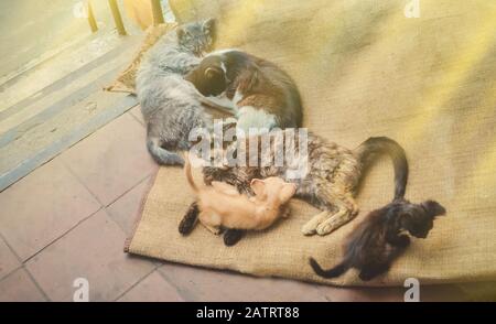 Les chats sauvages sans abri dans la rue sale. Chats errants dans la ville européenne. Des chatons sans abri dans la rue. Banque D'Images