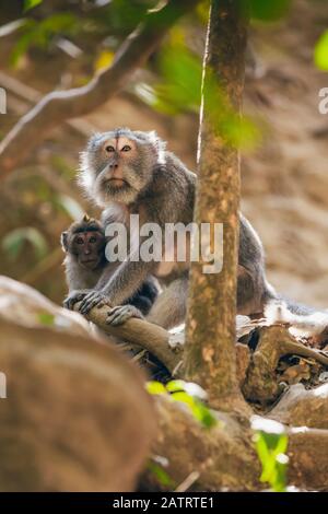 Singes à queue longue balinais (Macaca fascicularis), forêt de singes d'Ubud; Bali, Indonésie Banque D'Images