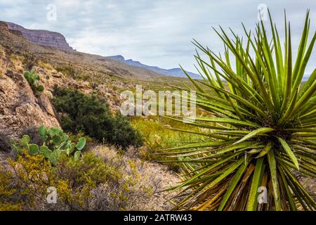 Yucca plante en premier plan sur le sentier de loisirs national de Dog Canyon, les montagnes de Sacramento, le désert de Chihuahuan dans le bassin de Tularosa, Oliver ... Banque D'Images