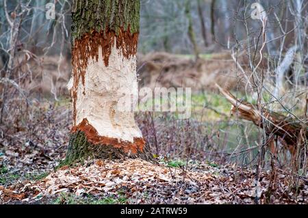 Le castor eurasien coupe sur l'arbre. Beaver endommagé. Banque D'Images