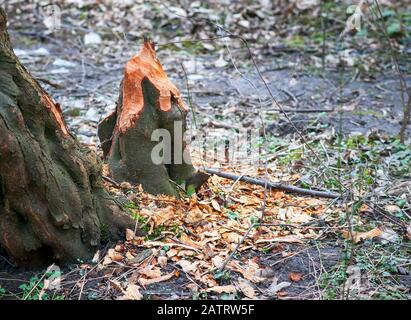 Le castor eurasien coupe sur l'arbre. Beaver endommagé. Banque D'Images