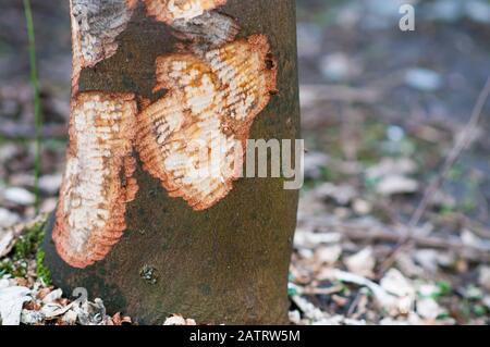 Le castor eurasien coupe sur l'arbre. Beaver endommagé. Banque D'Images