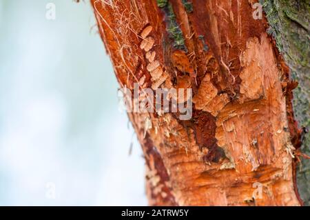 Le castor eurasien coupe sur l'arbre. Beaver endommagé. Banque D'Images