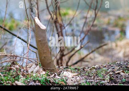 Le castor eurasien coupe sur l'arbre. Beaver endommagé. Banque D'Images