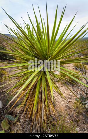 Yucca plante en premier plan sur le sentier de loisirs national de Dog Canyon, les montagnes de Sacramento, le désert de Chihuahuan dans le bassin de Tularosa, Oliver ... Banque D'Images